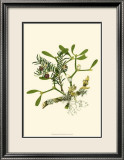 Mistletoe Branch