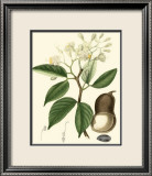 Tropicals I