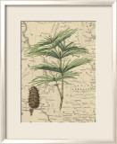 Mountain Pinon I