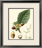 Tropicals V