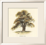 Common Oak