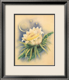 Night Blooming Cereus
