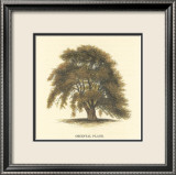 Oriental Plane