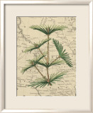 Mountain Pinon II