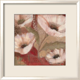 Amapola Blanca III