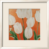 White Tulips
