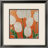White Tulips
