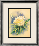 Night Blooming Cereus