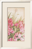 Laurier Rose I
