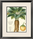 Tropicals VII