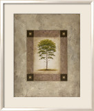 European Pine II