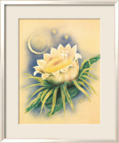 Night Blooming Cereus