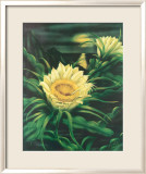 Blooming Cereus with Full Moon