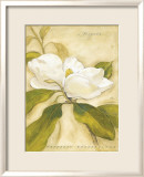 Magnolia