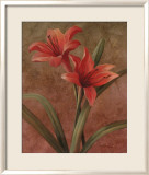 Orchid Red