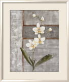 Orchid Shimmer I