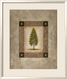 European Pine I