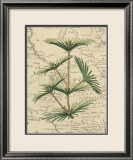 Mountain Pinon II