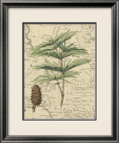 Mountain Pinon I
