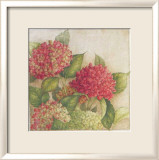 Hortensia II