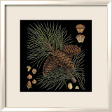 Dramatic Conifers V
