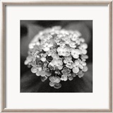 Hydrangea