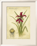 Jacobean Lily