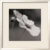 Cosmos I
