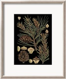 Dramatic Conifers II