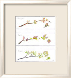 Spring Branches