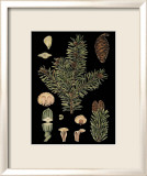 Dramatic Conifers I