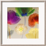 Poppy Panorama I