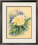 Night Blooming Cereus