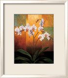Orchids