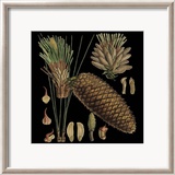 Dramatic Conifers VI