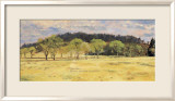 Buck Run Willows
