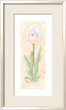 Iris Soliloquy II