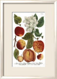 Weinmann Fruits I