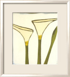 Arum  c2003
