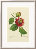 Passion Flower