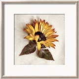 Sand Sunflower