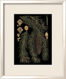 Dramatic Conifers III