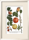 Weinmann Fruits IV