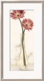 Charming Daisy