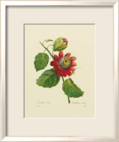Passion Flower