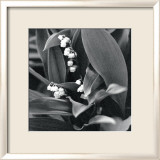 Lily of the Valley