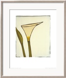 Arum  c2003