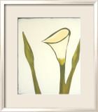 Arum  c2003