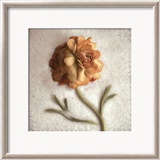 Sand Ranunculus