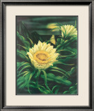 Blooming Cereus with Full Moon